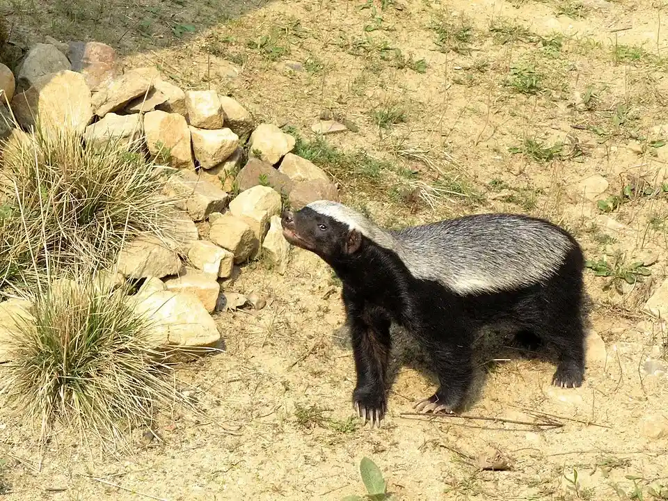 Ratel - Pequeño carnívoro intrépido conocido por su dureza...